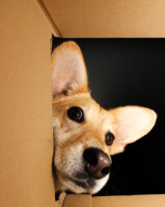 Sookie-1