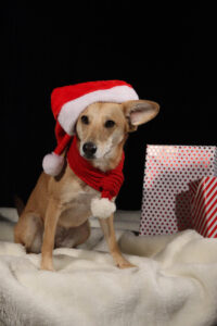 Sookie_Weihnachten-3