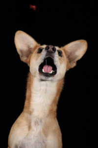 Sookie_schnapp-4