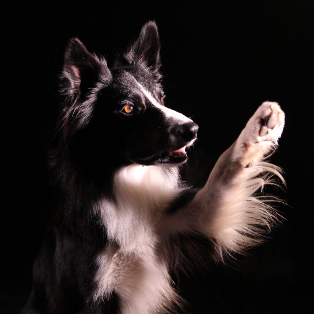 Hundeshooting mit Emil